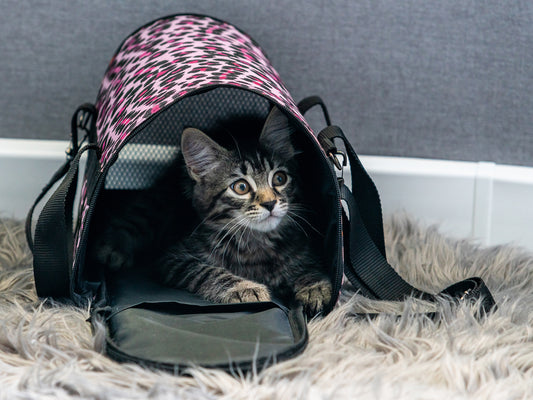 Choosing the Right Cat Carrier for Travel