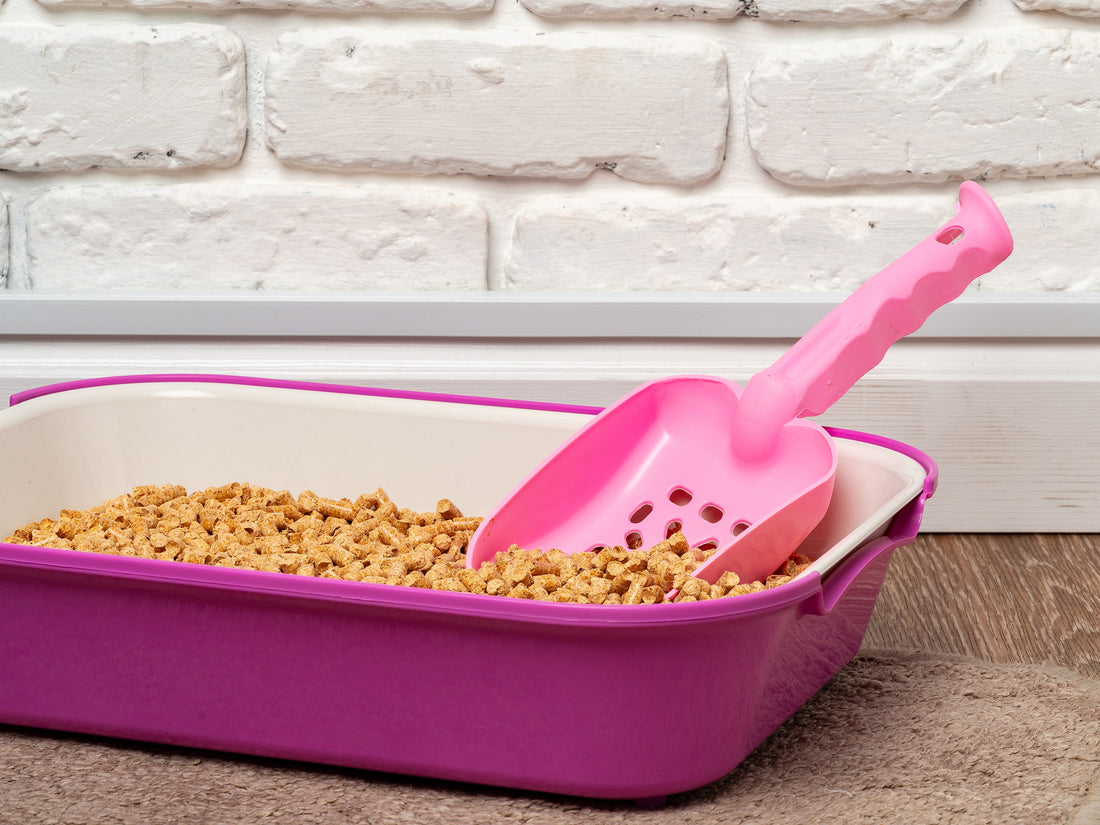 Keeping Litter Box Odors in Check