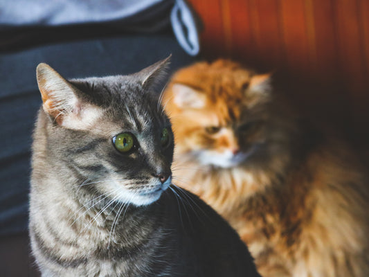 Litter Box Harmony in a Multi-Cat Household