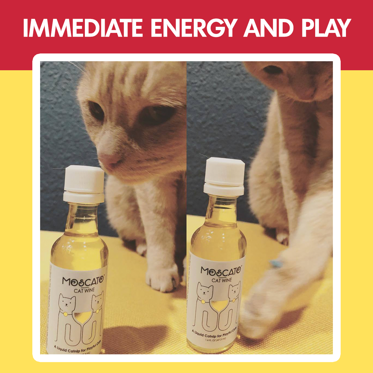 Cat Wine Pawty - Gift Twin Pack