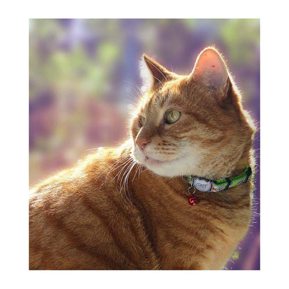 Rogz Reflectocat Cat Collar with Bell