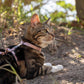 Rogz Urbancat Cat Harness with Leash