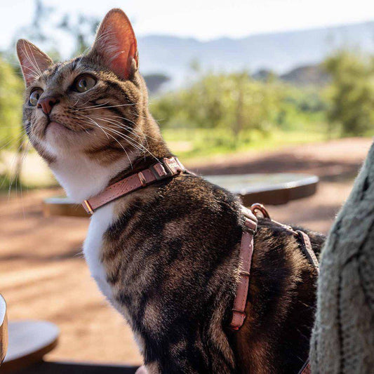 Rogz Urbancat Cat Harness with Leash