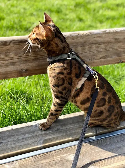 Cat Harness