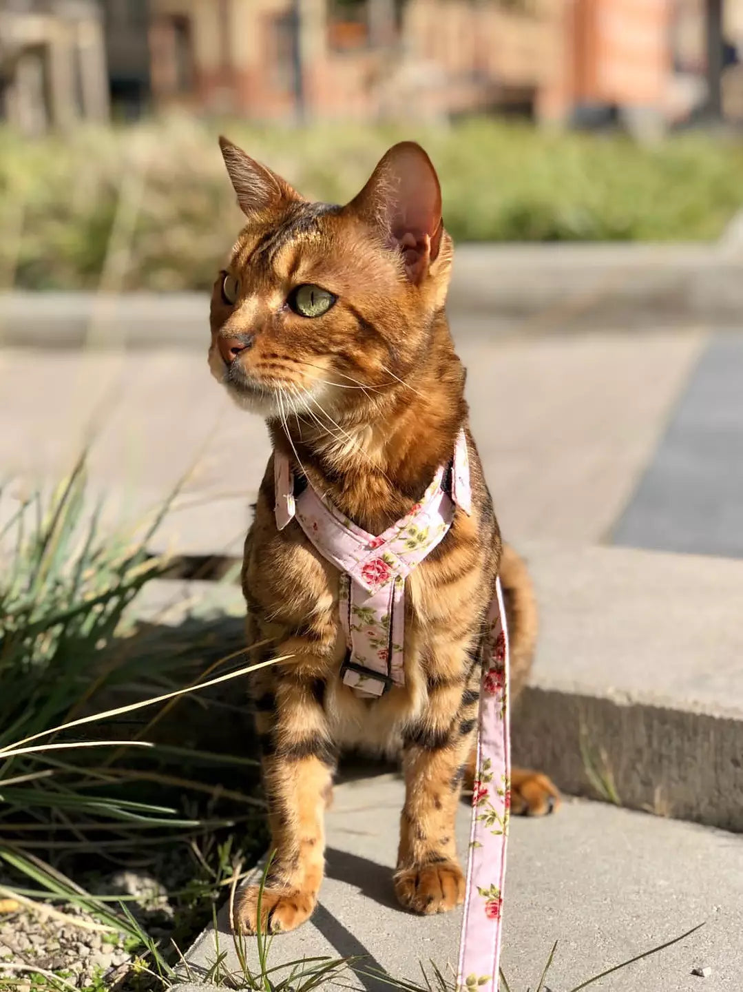 Cat Harness